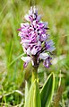 Helm-Knabenkraut (Orchis militaris)