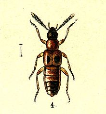 Bolitochara lunulata