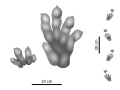 Brachychirotherium footprints and trackway