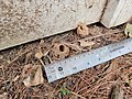 Mud turrets that emergent Brood X Magicicada nymphs created in Potomac, Maryland near Washington, D.C. (June 30, 2021)