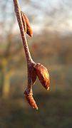 Leaf bud