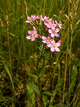 Kis ezerjófű (C. erythraea)