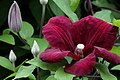 Clematis 'Rouge cardinal'