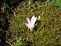 Colchicum montanum & Scilla autumnalis bud