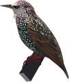 Common Starling