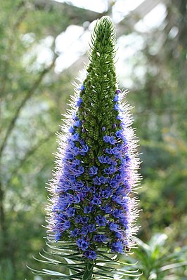 Echium candicans