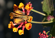 Fiery skipper