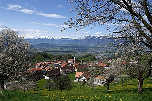 Fraxern zur Kirschblüte