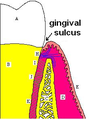 Sulcus gingivae. A = Zahnkrone, B = Zahnwurzel, E = Gingiva