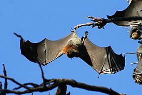 Graukopf-Flughunde (Pteropus poliocephalus)