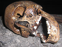 Another image of the same skull.