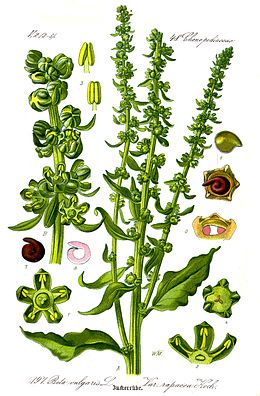 Cékla (Beta vulgaris subsp. vulgaris var. conditiva)