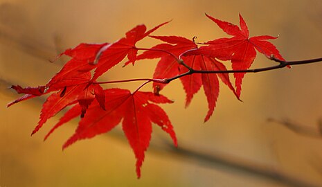 Herfstbladeren