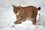 Eurasischer Luchs