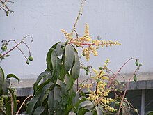 Arka planda bir bina ile Mango ‘nun çiçeklenmiş ve olgunlaşmamış meyve ağacı görüntüsü
