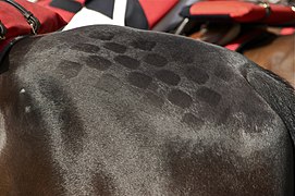 Quarter marks in checkerboard pattern on a horse's croup