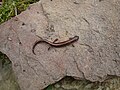 Redback Salamander (Plethodon cinereus) on rock, photographed in southwestern Pennsylvania (USA)