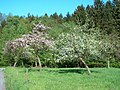 Blühende Streuobstwiese am Michaelisweg beim Wannebachtal.