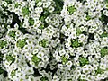 Sweet alyssum (Lobularia maritima)