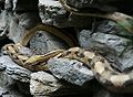 Trans-Pecos Rat Snake