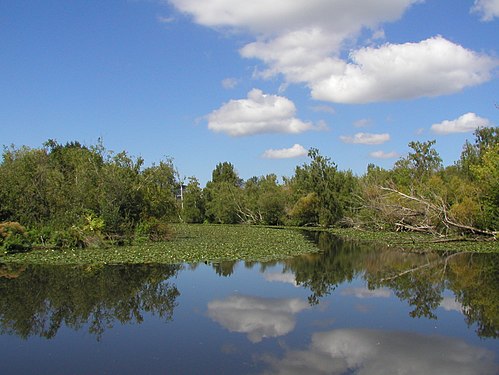 UW Arboretum wetlands