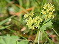 Alchemilla glaucescens Photo by Kristian Peters