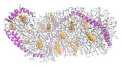 Apolipoprotein A1