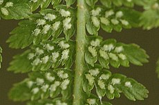 Wijfjesvaren met langwerpige of gebogen sporenhoopjes met sporangia