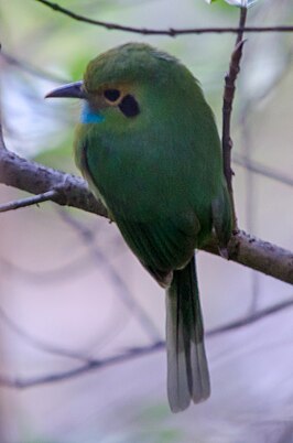 Blauwkeelmotmot