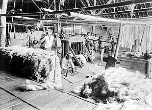 Packing Manila hemp (Musa textilis) into bales, Java