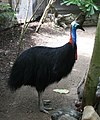 December 21st Southern Cassowary (enhanced image)