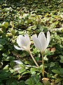 Colchicum speciosum 'Album'