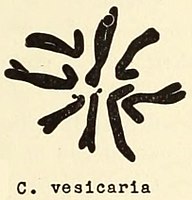 Chromosomen