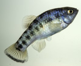 Cyprinodon macrolepis