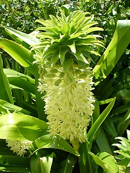 A hullámoslevelű üstökliliom (Eucomis autumnalis) egy példánya a fokvárosi Kirstenbosch Botanikus Kertben