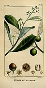 Madagassische Muskatnuss (Ravensara aromatica Syn.: Cryptocarya agathophylla)