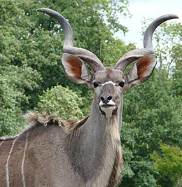 Nagy kudu (Tragelaphus strepsiceros) bika