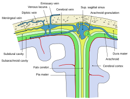 Schematische weergave van een sectie van de bovenkant van de schedel. De subdurale ruimte is lichtgroen.