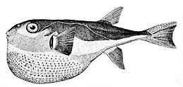 Lagocephalus laevigatus