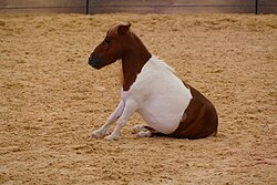 Minishetlandpony bei einer Freiheitsdressur