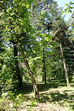 Hasznos liliomfa a rogówi arborétumban (Lengyelország)