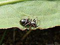 Gewöhnliche Schillerspinne