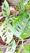 Monstera adansonii ("Swiss cheese plant")