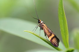 Geelbandlangsprietmot