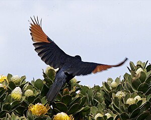 Chestnut-coloured primaries, which are particularly noticeable in flight, help to distinguish this species from the similar pale-winged starling.