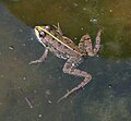 Seefrosch (Pelophylax ridibundus)