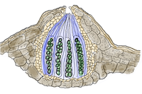 Doorsnede van een perithecium
