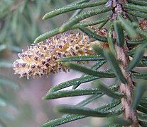 Male cone and pollen