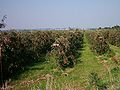 Apfelanbau in Rübke im Alten Land mit Blick auf Neuenfelde