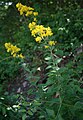 Steife Rauke (Sisymbrium strictissimum)